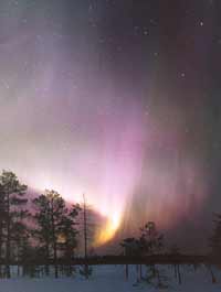 Bosque en la Laponia Finlandesa